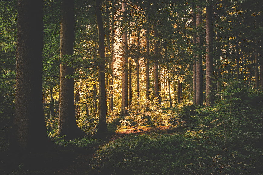 Sunlight streaming through a dense evergreen forest landscape