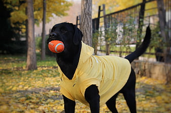 Black Labrador in Yellow Hoodie with Orange Ball in Autumn