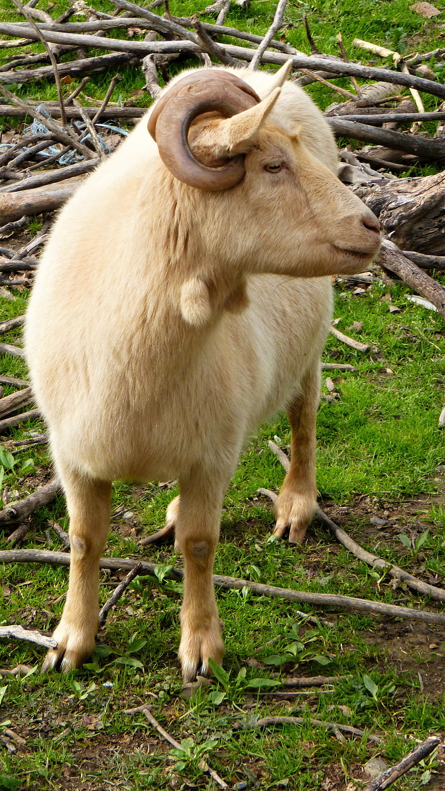 White Goat with Curved Horns Standing in Grass