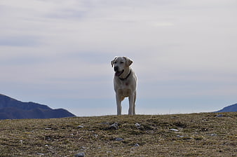 Happy Yellow Labrador Retriever Standing on Mountain Ridge