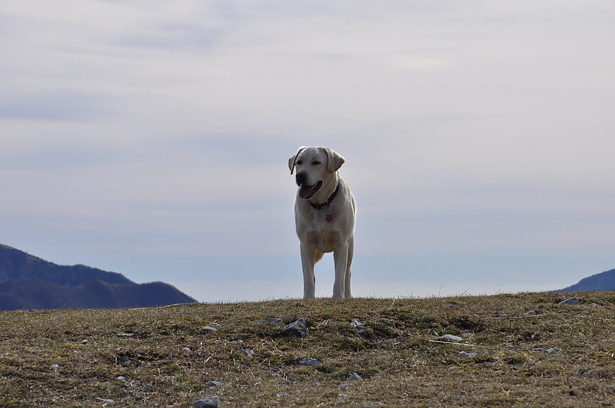 Happy Yellow Labrador Retriever Standing on Mountain Ridge