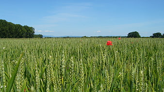 Green wheat field with red poppies under blue sky