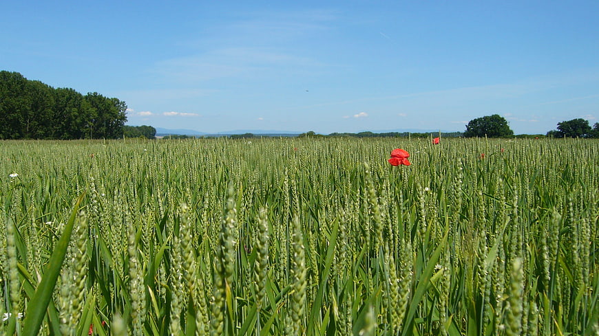 Green wheat field with red poppies under blue sky