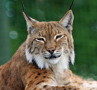 Close-up portrait of a lynx with tufted ears