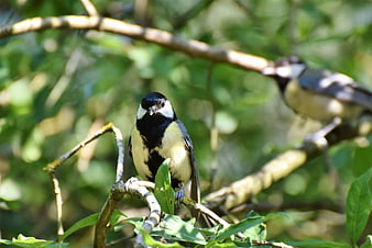Great Tit Bird Perched on Branch in Sunlit Forest