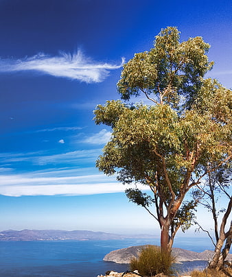 Lone Eucalyptus Tree Overlooking Blue Ocean and Distant Mountains