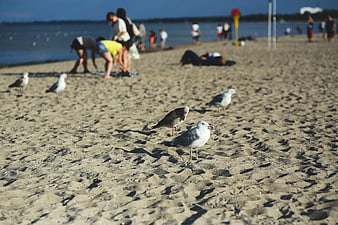 Seagulls on sandy beach with blurred people in background