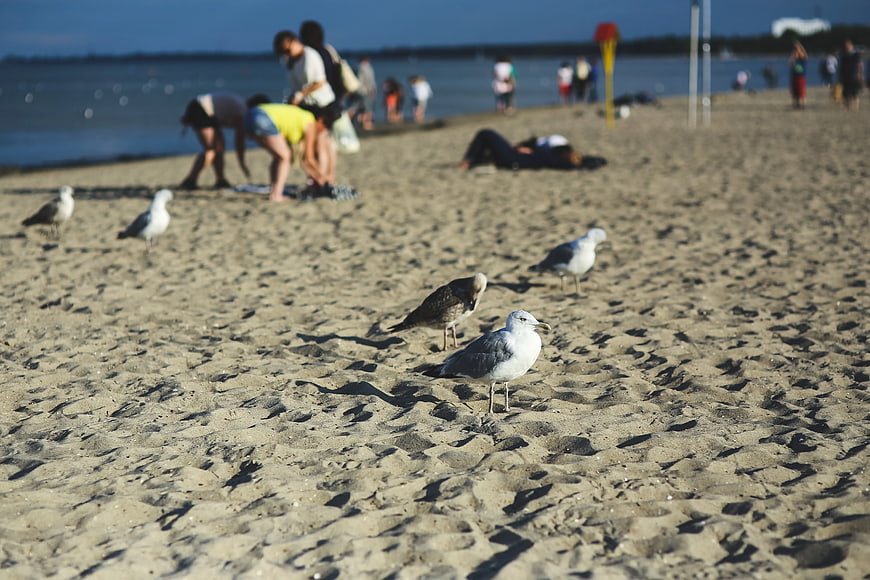 Seagulls on sandy beach with blurred people in background