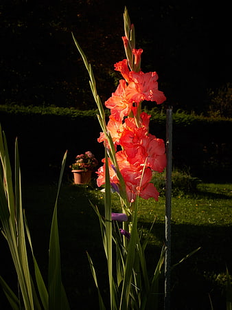 Sunlit Orange Gladiolus Flower in Garden