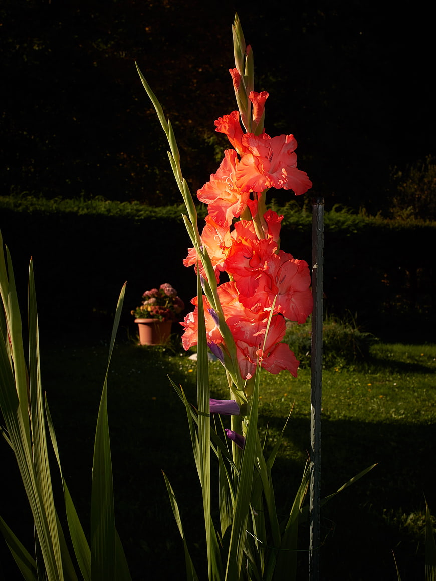 Sunlit Orange Gladiolus Flower in Garden
