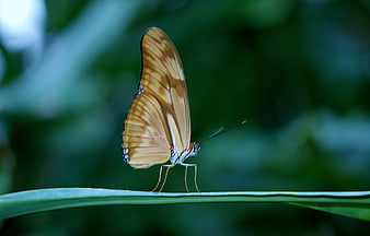 Close-up of orange butterfly on green leaf