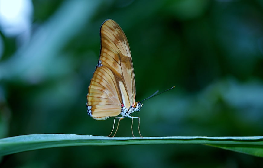 Close-up of orange butterfly on green leaf
