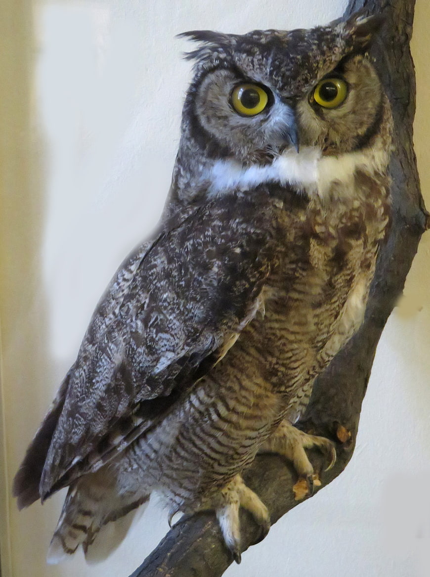 Great Horned Owl Taxidermy on Branch