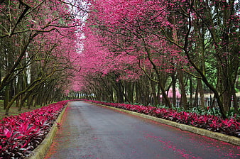 Vibrant Pink Flowering Tree Tunnel Lining a Paved Park Pathway