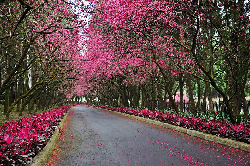 Vibrant Pink Flowering Tree Tunnel Lining a Paved Park Pathway