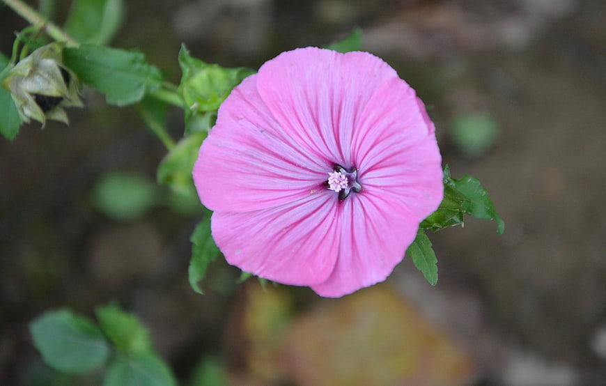 Close-up of a vibrant pink mallow flower with green leaves