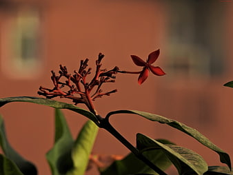 Single Red Ixora Flower Bloom on Branch