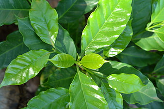 Close-up of vibrant glossy green coffee plant leaves