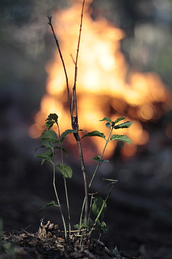 Green plant sprouting from charred ground with blurred fire background