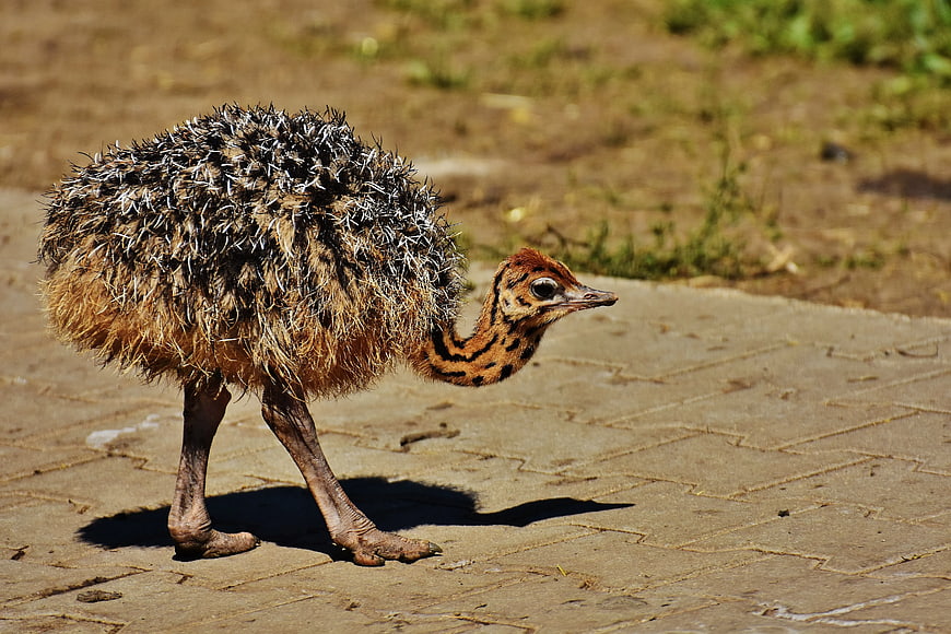 Young Ostrich Chick Walking on Paved Path