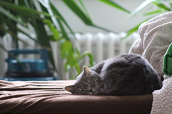 Sleeping Grey Cat on Brown Sofa with Houseplant