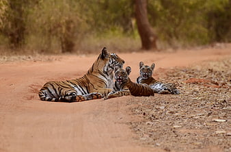 Mother tiger and two cubs resting on a dirt road