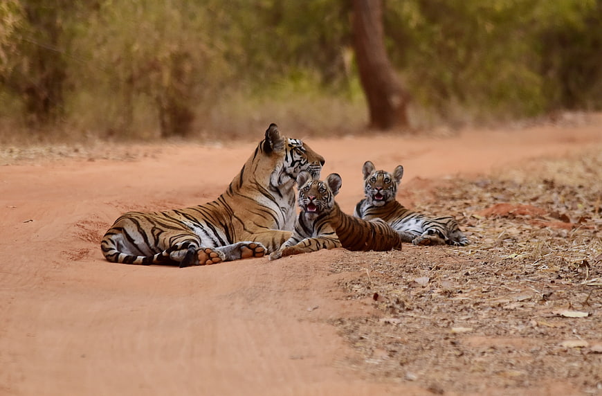Mother tiger and two cubs resting on a dirt road