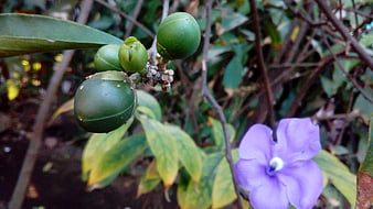 Close-up of Green Fruits and Purple Flower on Branch