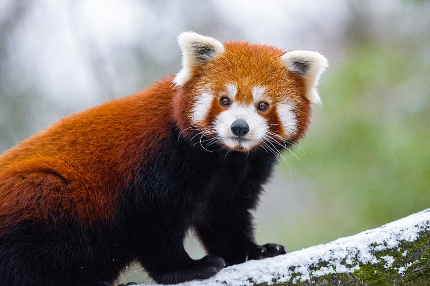 Cute Red Panda on Snowy Log in Winter Forest
