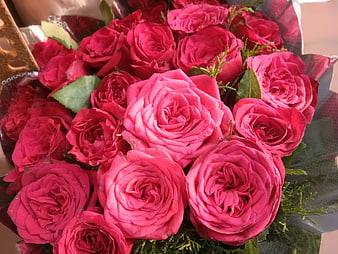 Vibrant bouquet of deep pink roses wrapped in cellophane