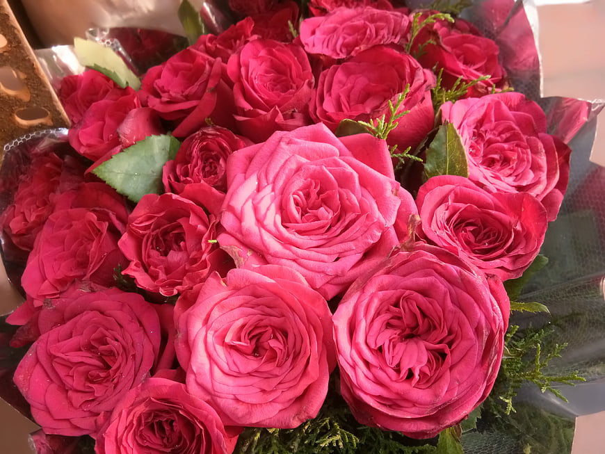 Vibrant bouquet of deep pink roses wrapped in cellophane