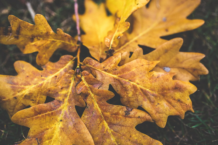 Close-up of yellow oak leaves on grass