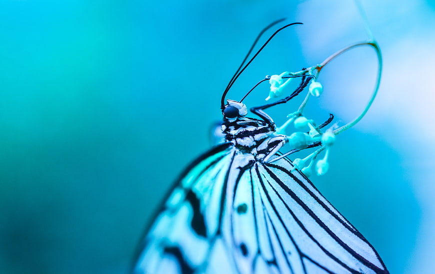 Macro Butterfly on Flower with Blue Background