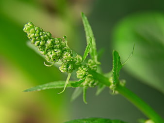 Close-up of green plant bud with leaves
