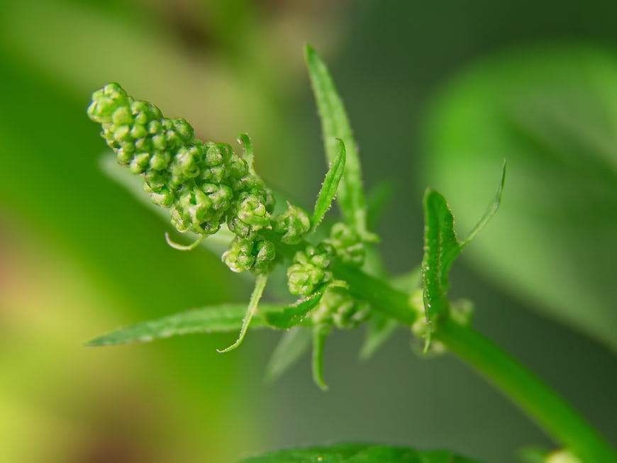 Close-up of green plant bud with leaves