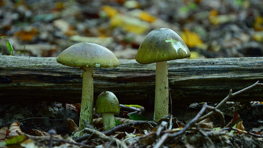 Green mushrooms growing on a log in an autumn forest