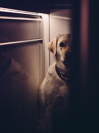 Golden Retriever Dog Sitting in Dark Refrigerator Interior