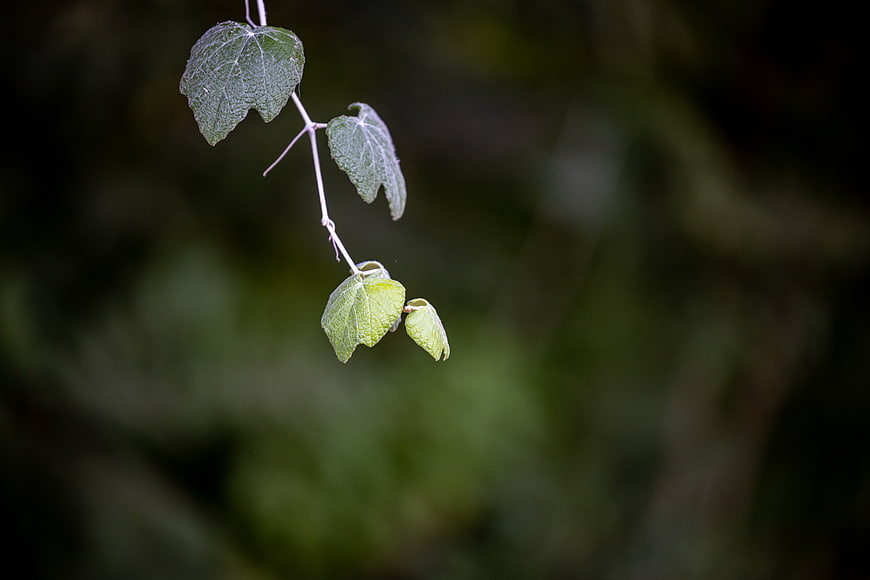 Close-up of delicate green leaves on a thin branch against blurred background