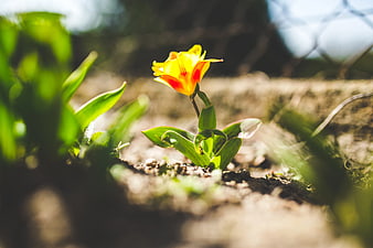 Yellow and red tulip blooming in spring garden soil