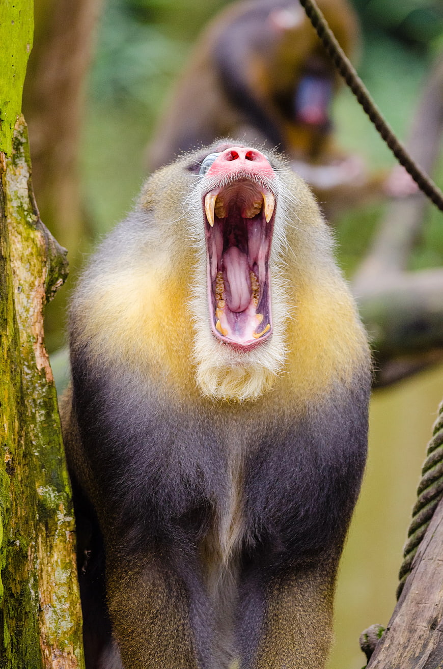 Close-up of Mandrill Yawning with Open Mouth