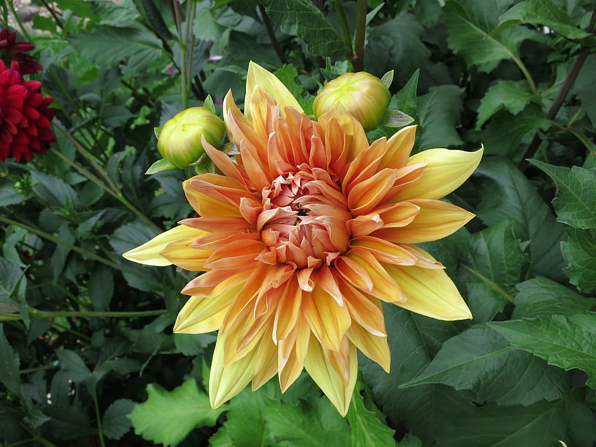 Vibrant Orange and Yellow Dahlia Flower in Garden