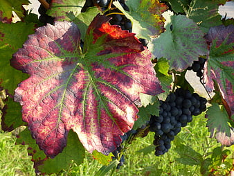 Autumn Grapevine Leaves With Red Foliage And Dark Grapes