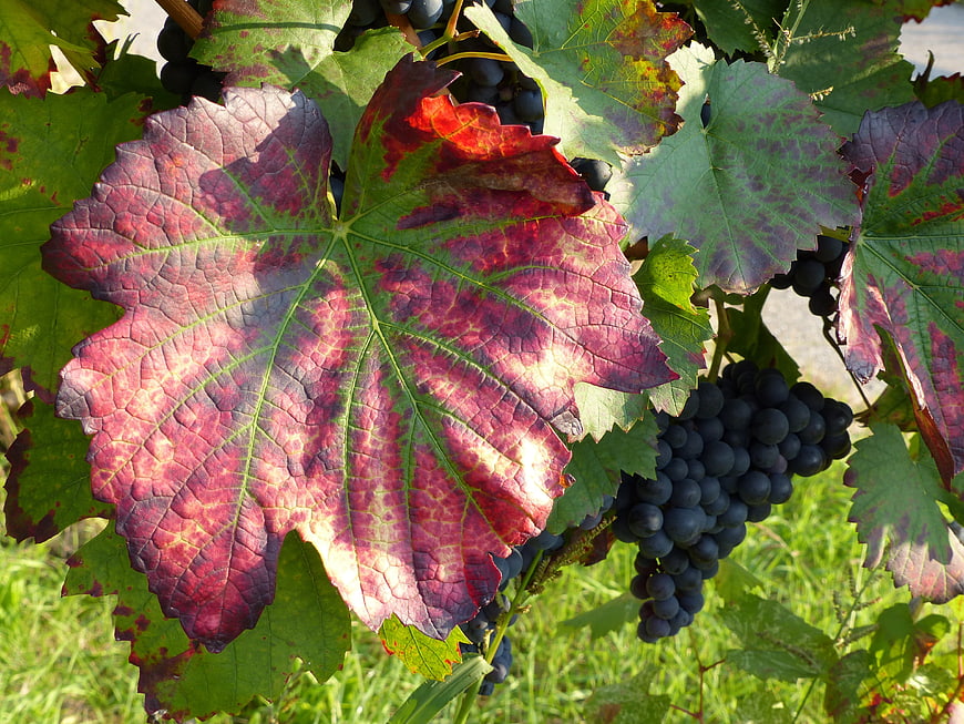 Autumn Grapevine Leaves With Red Foliage And Dark Grapes