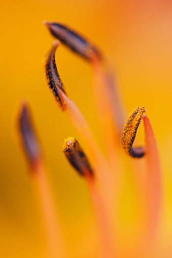 Macro photography of yellow flower stamens with pollen