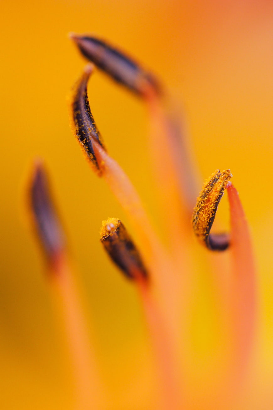Macro photography of yellow flower stamens with pollen