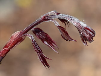 Close-up of fuzzy red Japanese maple buds in spring