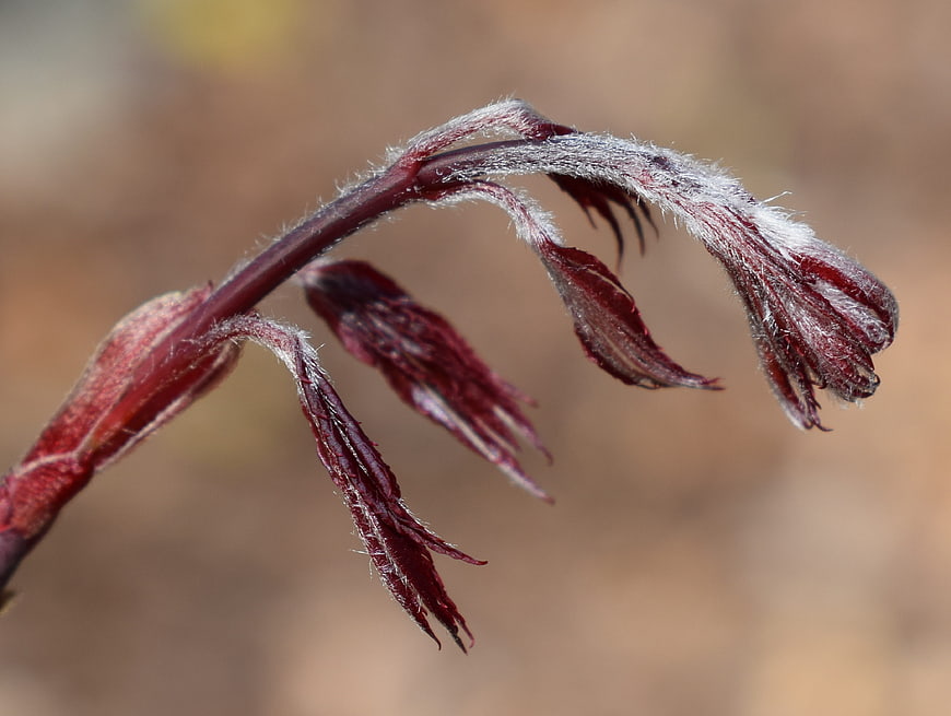 Close-up of fuzzy red Japanese maple buds in spring