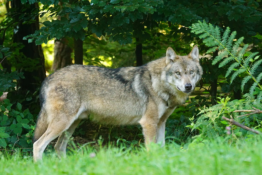 Gray Wolf Standing in Forest Undergrowth