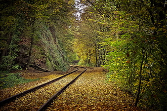 Curved Railway Tracks Through Autumn Forest with Fallen Leaves