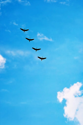 Four birds flying in formation against blue sky